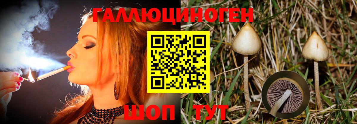 Галлюциногенные грибы Psilocybine cubensis  Псилоцибиновые грибы прущие грибы  Назарово 